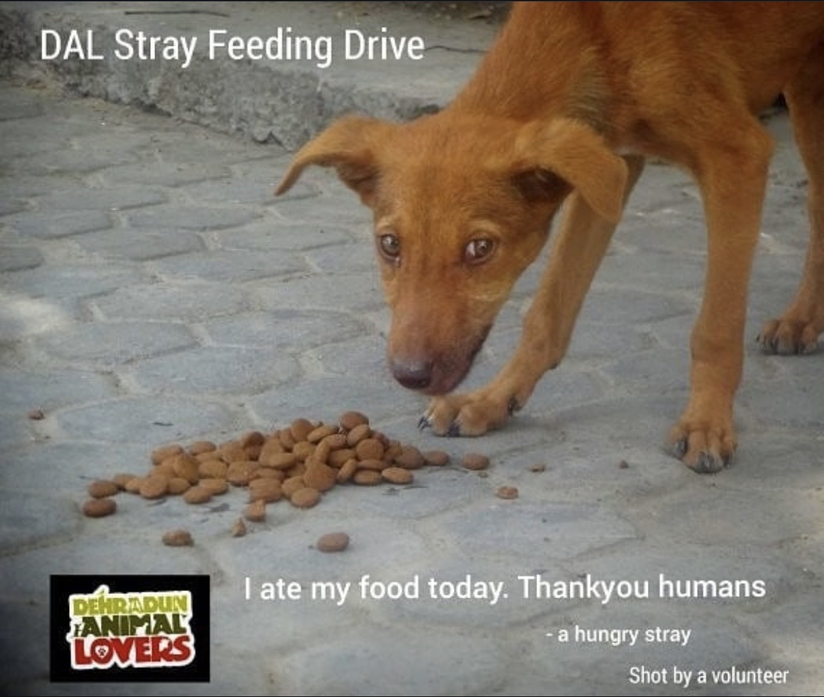 Feeding Drive