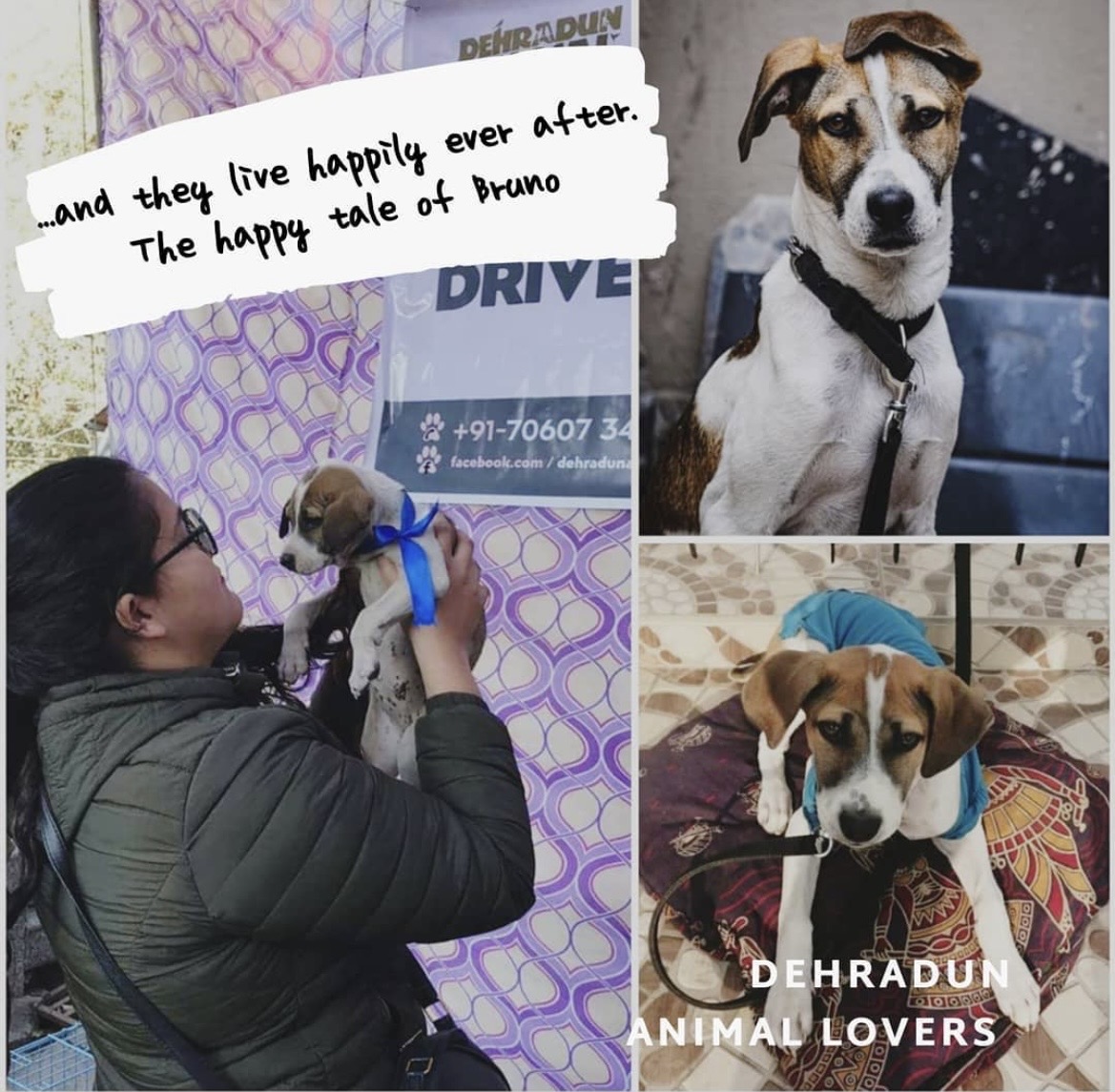 Happy Tails