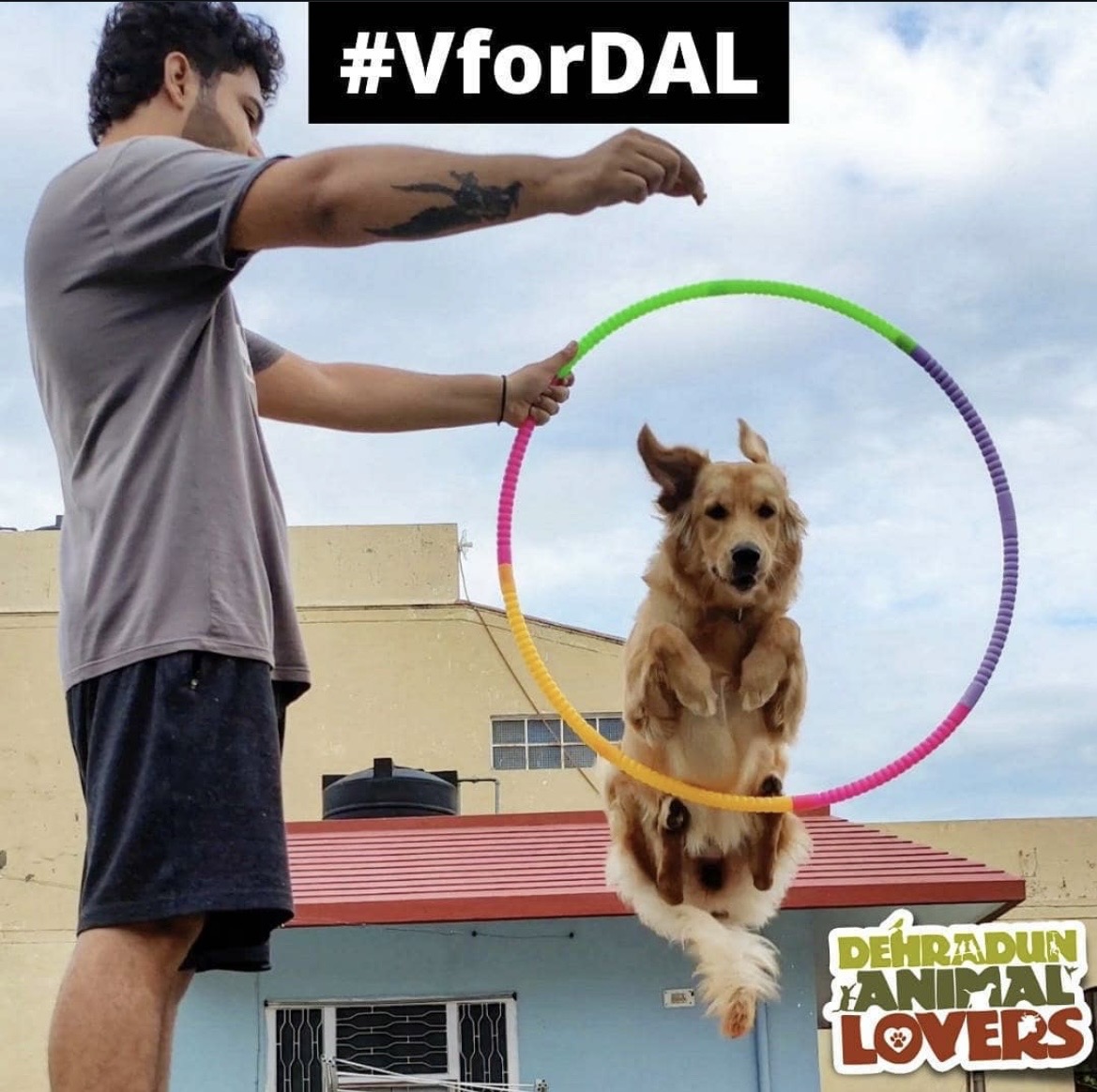 Volunteer For Animals