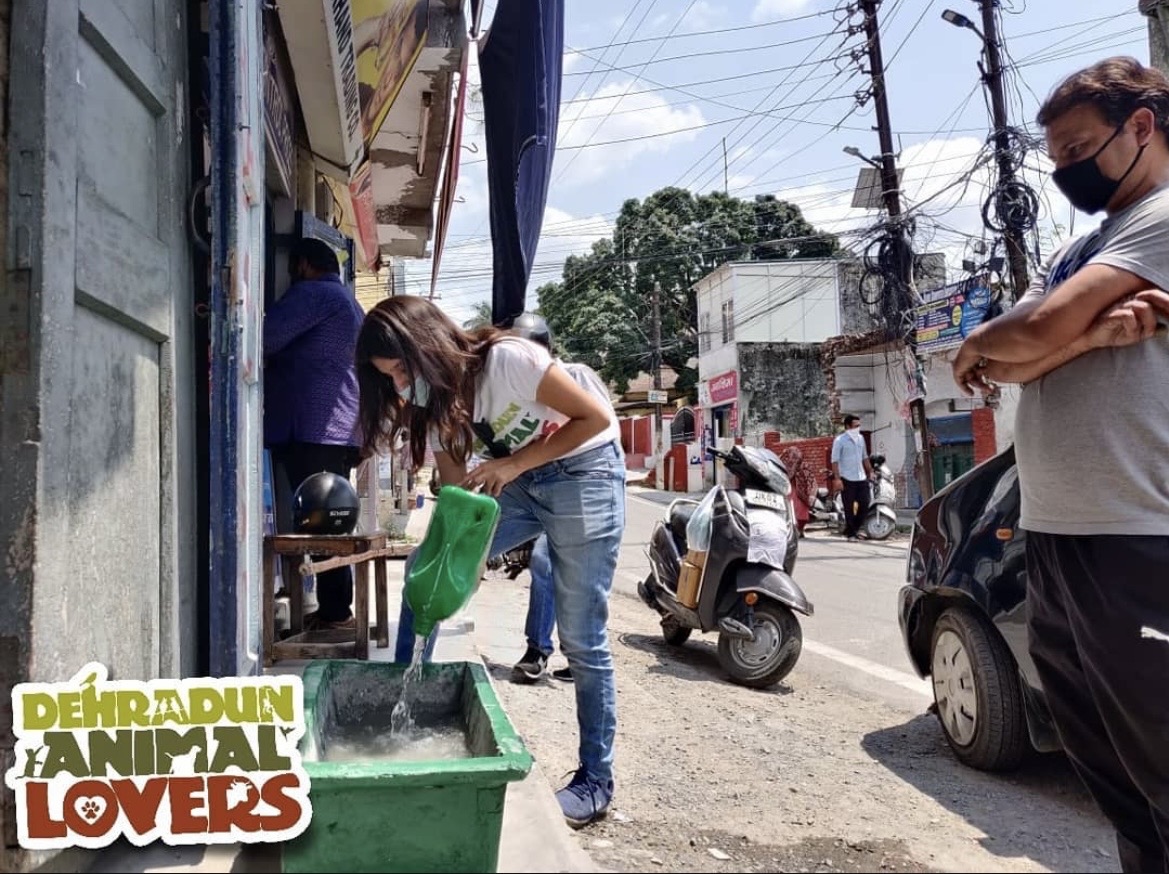 Water Bowl Drive